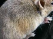 lycéenne trouve souris dans ratatouille