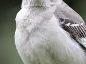 oiseaux capables cibler leurs attaques contre hommes