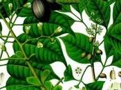 Huile essentielle d'Elémi