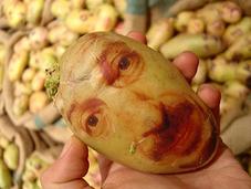 Portraits pommes terre