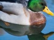 images retour l'eau d'un canard amputé d'une aile