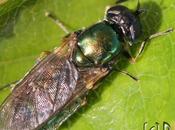 Microchrysa polita