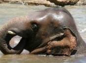 images vétérinaires réalisent pédicure chez éléphant d'Asie