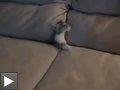 Video: Chat cache dans canapé s'il vous plait, paté