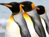 Repérer manchots empereurs depuis l'espace grâce leurs fientes