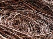 fortune cachée sous poule