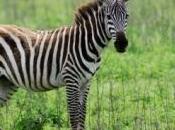 homme monte zèbre pour aller