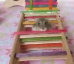 hamster fait course d'agility