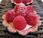 Tartelettes roses framboises crème mascarpone