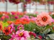 L'hortithérapie contre maladies mentales