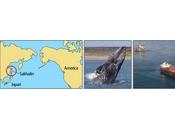 baleines grises occidentales vers extinction programmée