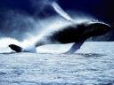 regard meditation baleines
