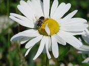 Faune flore Canal d'Ille Rance Bretagne