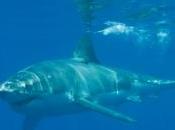 requins haute sont menacés d'extinction