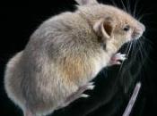 sérotonine hormone bonheur, vitale pour souris