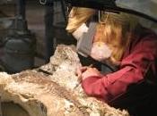 Découverte d'un fossile appartenant plus vieil ancêtre l'éléphant