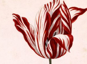 tulipe, histoire jardins luxe d’une folie horticole