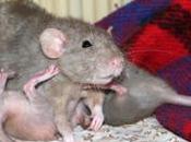 Rats: descendance d&#8217;Aramis