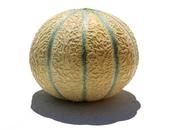 Melon charentais cédrat vert