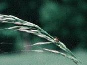 flore talus préserver