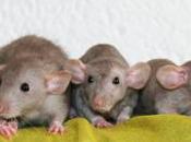 Rats: descendants d&#8217;Aramis