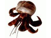 Adopter bernard l'hermite...