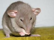 Rats: descendance d&#8217;Aramis