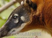 coati (nasua nasua)