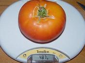 Résultat concours "tomate"