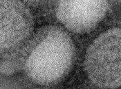 H1N1 quelques commentaires traitement l'information concernant grippe