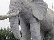 Eléphant blessé Bamako