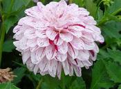 Dalhias Jardin Thabor Rennes (3/3)