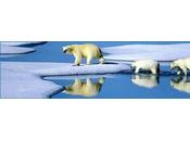 L'ours polaire, espèce menacée convertie trophée chasse