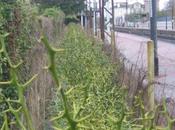 SNCF tester clôtures végétales pour sécuriser voies ferrées