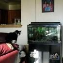 Chat saute aquarium