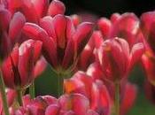 Tulipes Roses wide screen