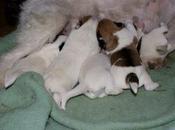 chiots Fleurs Fleur's Puppies