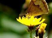 Fonds d'écran insectes l'ouvrage