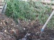 Toilettes sèches compostage