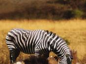 jour prédateur [Poker]