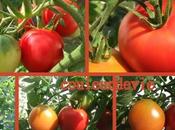 propos tomate…