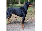 Doberman