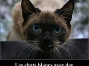 faits intéressants chats