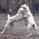 Deux chiens veulent plus battre