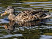 Temps canard (photos)...