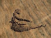 L’effet mouton parnuge...