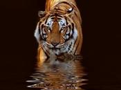 tigre terreur forêts