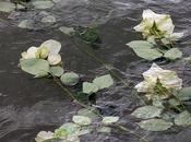 roses blanches (Berthe Sylva)