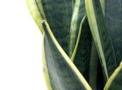 Sanséviéria kirkii Friends