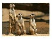 lâcheté hommes femmes)